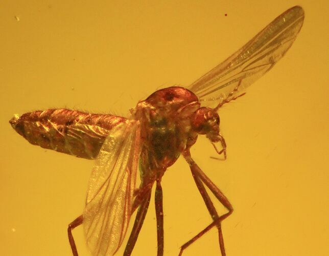 Detailed Fossil Fly (Diptera) In Baltic Amber #58014